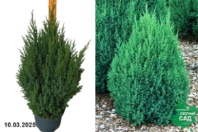 Juniperus chinensis Stricta