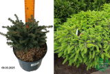 Ель обыкновенная Нидиформис (Picea abies Nidiformis) С3