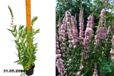 Дербенник иволистный Блаш (Lythrum salicaria Blush) С2