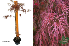 Acer palmatum dissectum rubrifolium