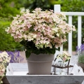 Гортензия метельчатая Полестар (Hydrangea paniculata Polestar) С3