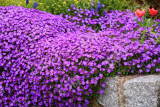 Обриета гибридная Каскад Перпл (Aubrieta hybrida Cascade Purple) Р9