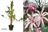 Магнолия звездчатая Розеа (Magnolia stellata Rosea) С2