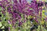 Шалфей дубравный Швелленбург (Salvia nemorosa Schwellenburg) С2