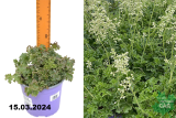 Гейхера гибридная Малахит (Heuchera hybrida Malachite) С2