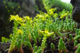 Очиток (Седум) едкий (Sedum acre) Р9