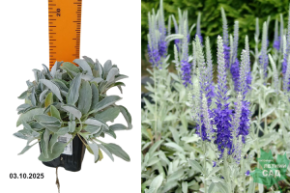 вероник аседая