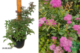 Спирея японская Криспа (Spiraea japonica Crispa) С3.