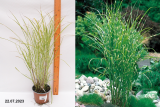 Мискантус китайский Зебринус (Miscanthus sinensis Zebrinus) С2