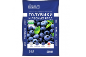 голубика