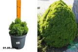 Ель канадская Альберта Глоуб (Picea glauca Alberta Globe) С2,5