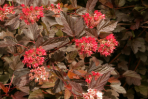 Пузыреплодник калинолистный Диабле дОр Миндиа