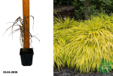 Хаконехлоа большая Олл Голд (Hakonechloa macra All Gold) Р11