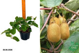 Актинидия деликатесная Атлас (Actinidia deliciosa Atlas) С3