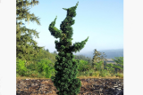 Кипарисовик Лавсона Висселс Сагуаро (Chamaecyparis lawsoniana Wissels Saguaro) ком