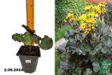 Бузульник зубчатый Отелло (Ligularia dentata Othello) С1,5