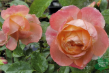 Роза японской селекции Принцесса Айко (Rosa Japanese Princess Aiko) ОКС