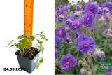 Герань гималайская Пленум (Geranium himalayense Plenum) Р9