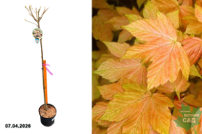 клен блиллиатиссимум