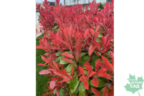 Фотиния Ред Робин