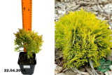 Туя западная Амбер Глоу (Thuja occidentalis Amber Glow) Р9