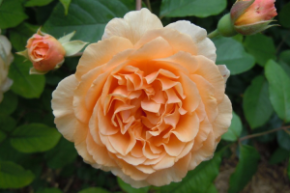 Роза английская Порт Санлайт