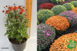 Хризантема мультифлора Балиос (Chrysanthemum multiflora Balios) С3