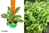 Хоста Шадовленд Вии (Hosta Shadowland Wheee) С1,5