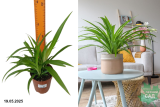Хлорофитум хохлтый Лемон (Chlorophytum comosum Lemon) Р12