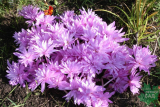Безвременник осенний Уотерлили (Colchicum Waterlily) 1 шт