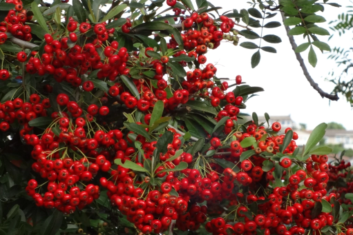 Пираканта ярко-красная Ред Кушион (Pyracantha coccinea Red Column) Р9 — Питомник Летний сад