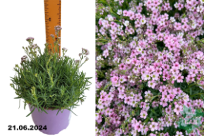 Гипсофила ползучая  Кнюддель (Gypsophila repens Knuddel) С2