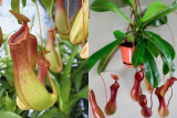 Непентес (Nepenthes ovata) C1,5