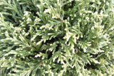 Кипарисовик горохоплодный Вайт Бьюти (Chamaecyparis pisifera White Beauty) Р9