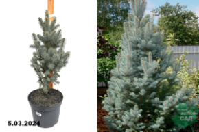 Ель колючая Изели Фастигиата (Picea pungens Iseli Fastigiate) С10