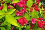 Вейгела цветущая Олимпиада (Weigela florida Olympiade) С4