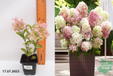 Гортензия метельчатая Литтл Блоссом (Hydrangea paniculata Little Blossom) Р9