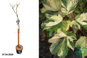 клен саймон льюис