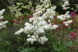 Лабазник вязолистный (Filipendula ulmaria Plena)
