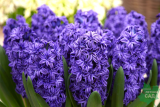 Гиацинт махровый Манхэттен (Hyacinthus Manhattan) 3шт