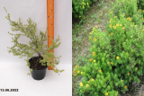 Лапчатка кустарниковая Танжерин (Potentilla fruticosa Tangerine) С2