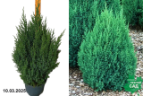 Можжевельник китайский Стрикта (Juniperus chinensis Stricta) С7,5