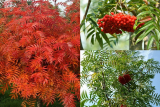 Рябина Додонг (Sorbus Dodong)  С10
