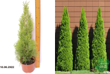 Туя западная Кубанский изумруд (Thuja occidentalis Kubanskiy izumrud) С3