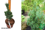 Сосна мелкоцветковая Адзума Югири (Pinus parviflora Azuma Yugiri) С4
