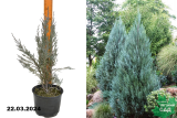 Можжевельник скальный Мунглоу (Juniperus scopulorum Moonglow) С3