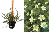 Лапчатка кустарниковая Абботсвуд (Potentilla fruticosa Abbotswood) С3.