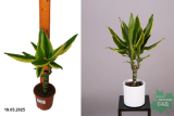 Драцена Голден Кинг штамб.(Dracaena Gold King) Р11