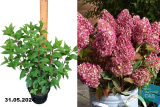 Гортензия метельчатая Редлайт (Hydrangea paniculata Redlight) С3