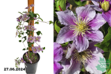 Клематис крупноцветковый Пиилу (Clematis florida Piilu) С3 пл